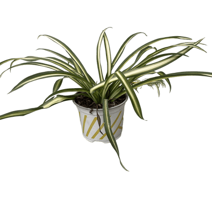 ירקה רב שנתי - רוטין (ירוק במרפסת לשעבר)