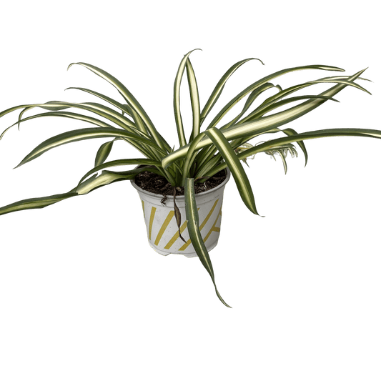 ירקה רב שנתי - רוטין (ירוק במרפסת לשעבר)