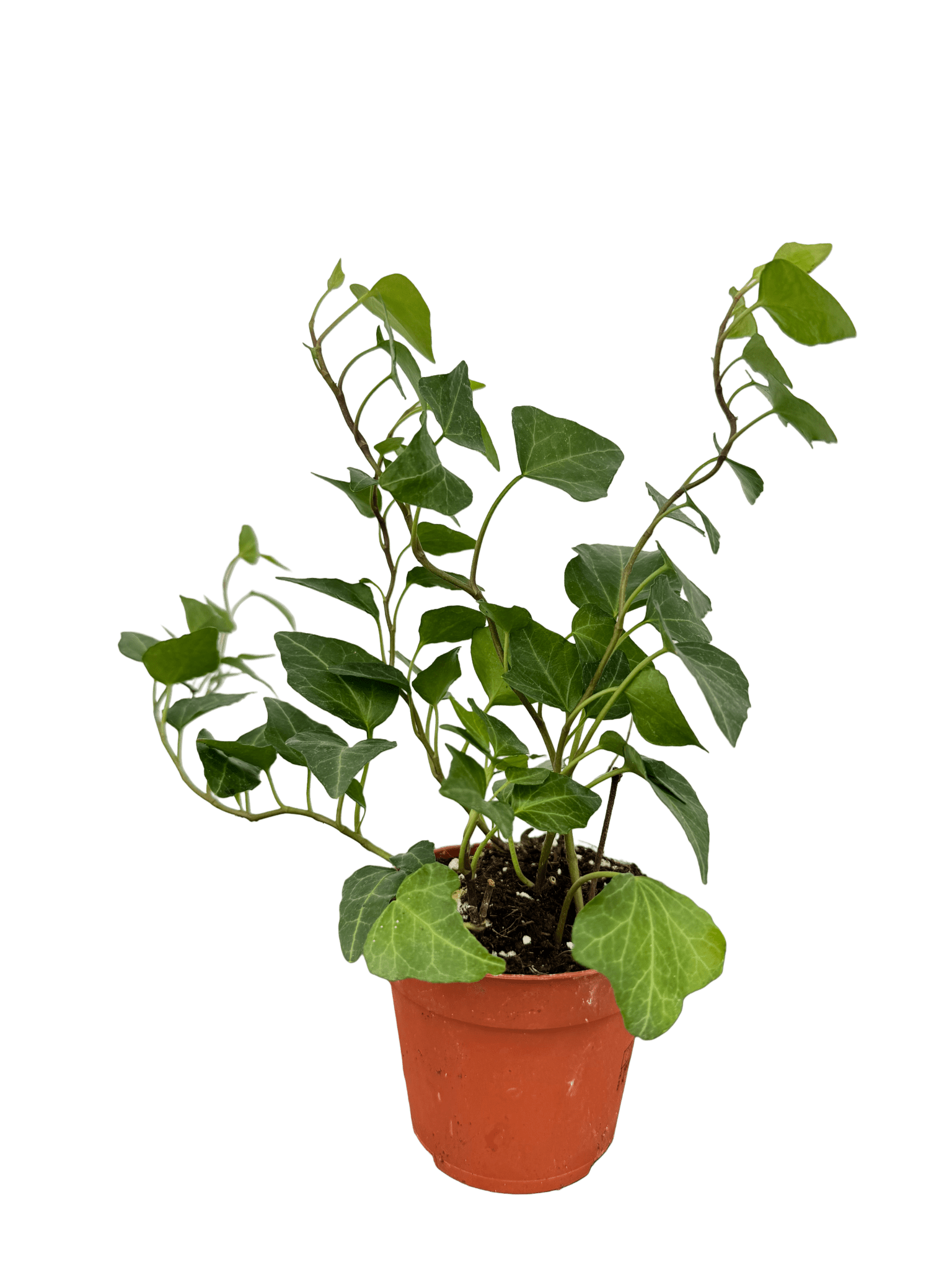 קיסוס מיקס קוטר 9 - רוטין (ירוק במרפסת לשעבר)