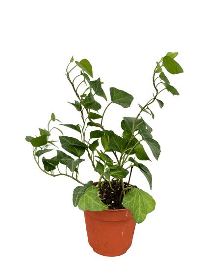 קיסוס מיקס קוטר 9 - רוטין (ירוק במרפסת לשעבר)