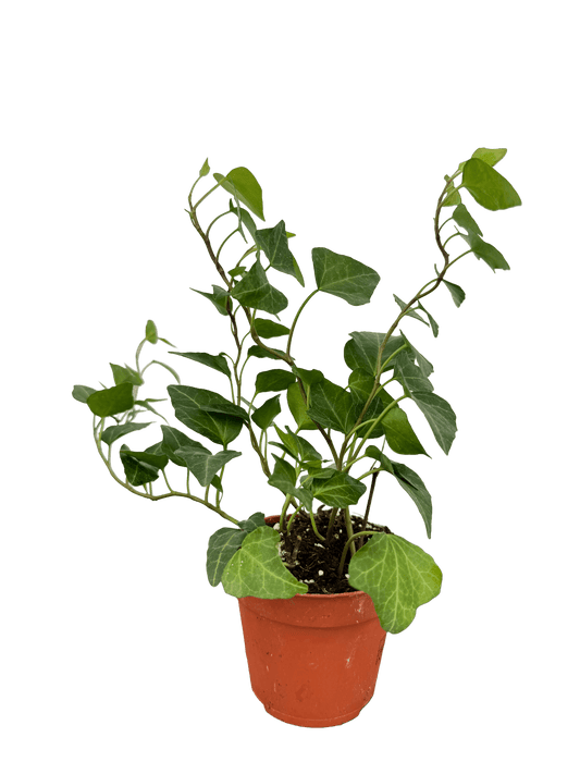 קיסוס מיקס קוטר 9 - רוטין (ירוק במרפסת לשעבר)