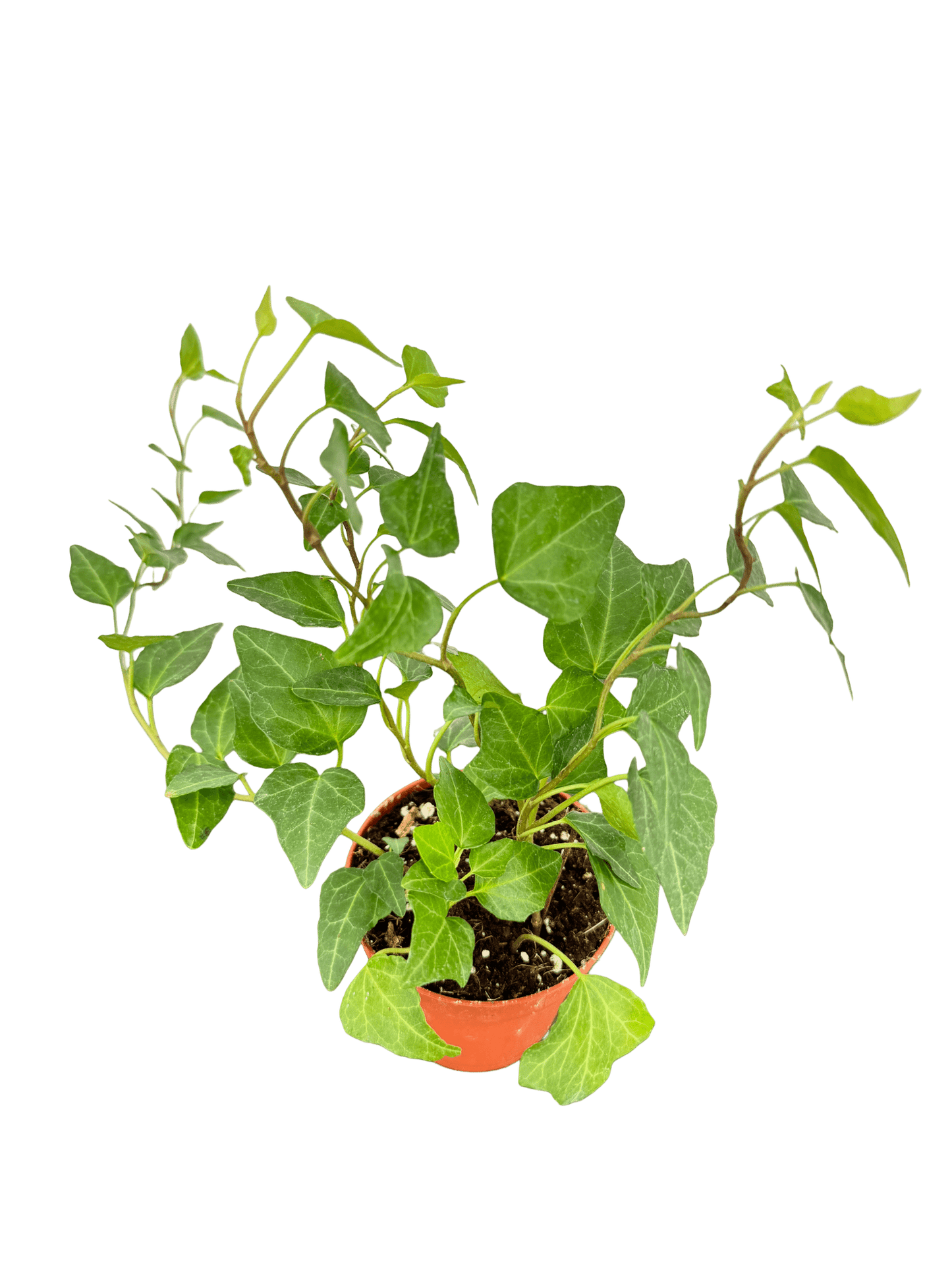 קיסוס מיקס קוטר 9 - רוטין (ירוק במרפסת לשעבר)