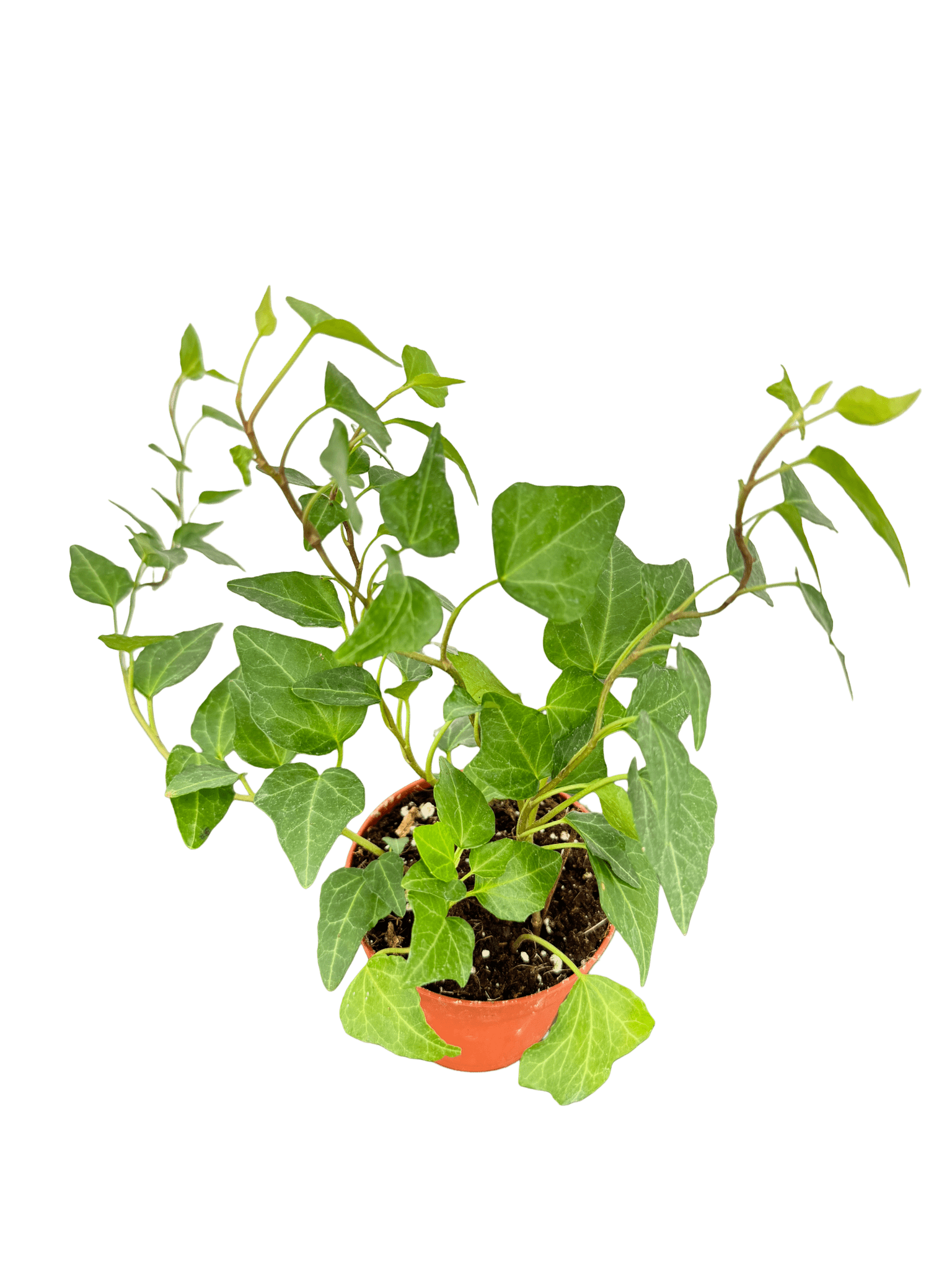 קיסוס מיקס קוטר 9 - רוטין (ירוק במרפסת לשעבר)