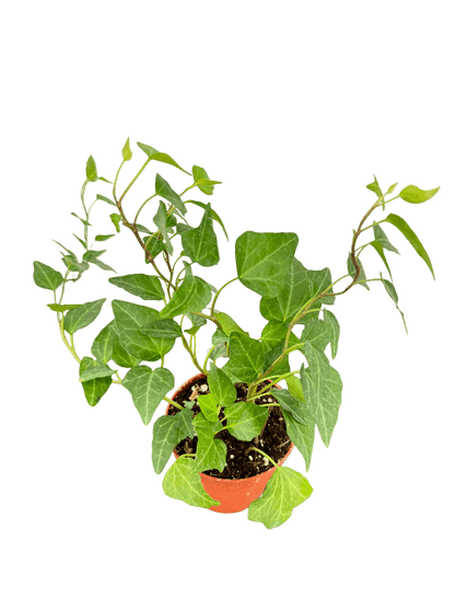 קיסוס מיקס קוטר 9 - רוטין (ירוק במרפסת לשעבר)