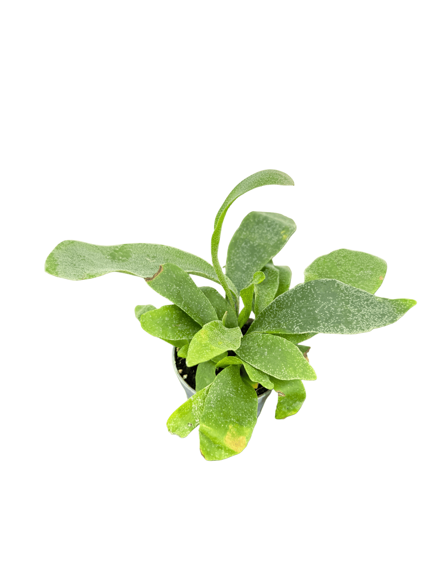 קרן אייל מיני קוטר 5 - רוטין (ירוק במרפסת לשעבר)