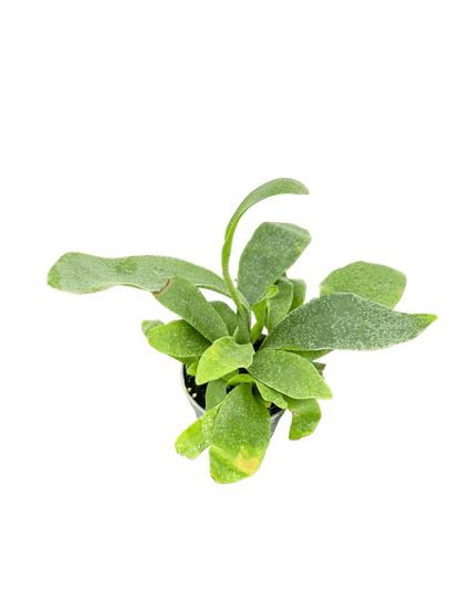 קרן אייל מיני קוטר 5 - רוטין (ירוק במרפסת לשעבר)