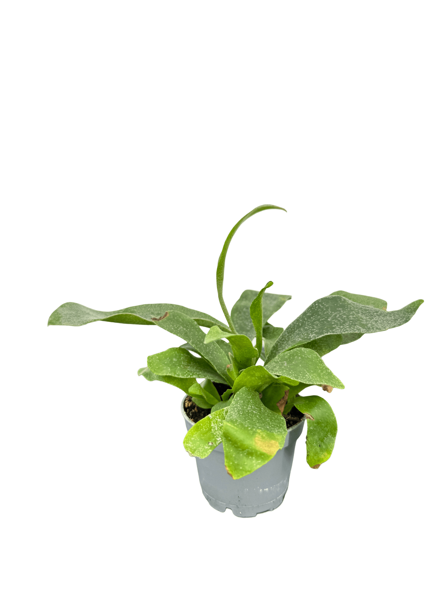 קרן אייל מיני קוטר 5 - רוטין (ירוק במרפסת לשעבר)