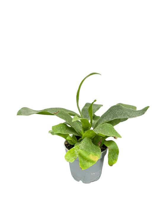 קרן אייל מיני קוטר 5 - רוטין (ירוק במרפסת לשעבר)