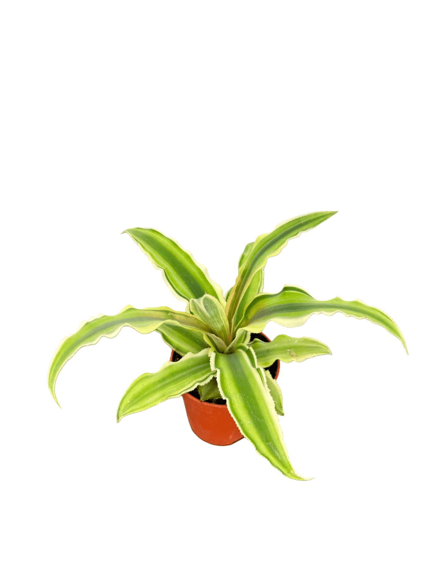 קריפטנטוס קוטר 5 - רוטין (ירוק במרפסת לשעבר)