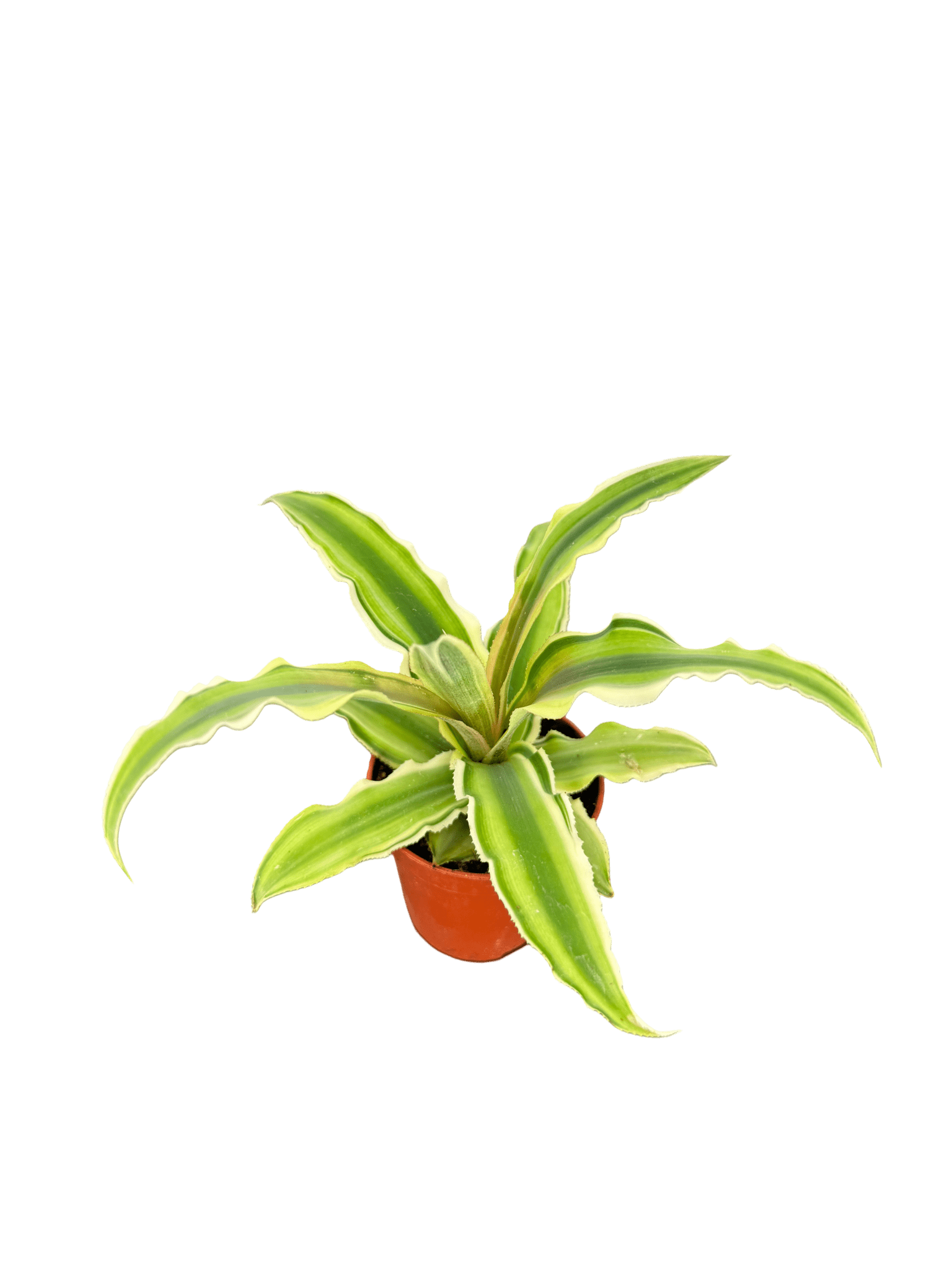 קריפטנטוס קוטר 5 - רוטין (ירוק במרפסת לשעבר)