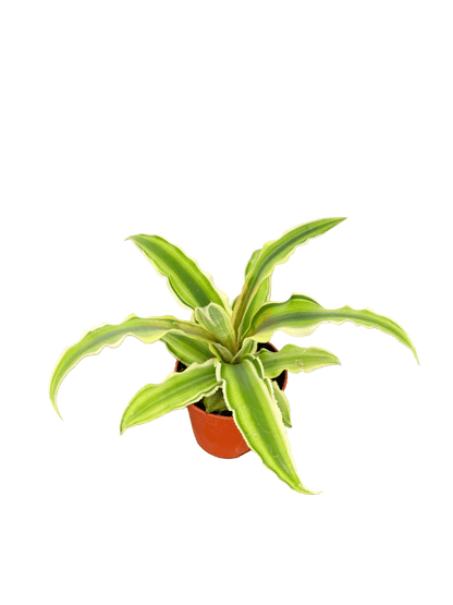 קריפטנטוס קוטר 5 - רוטין (ירוק במרפסת לשעבר)