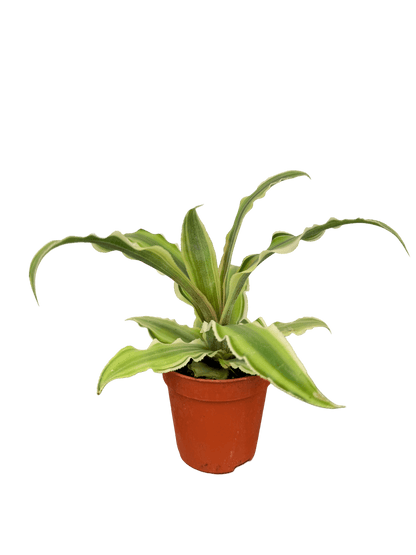 קריפטנטוס קוטר 5 - רוטין (ירוק במרפסת לשעבר)