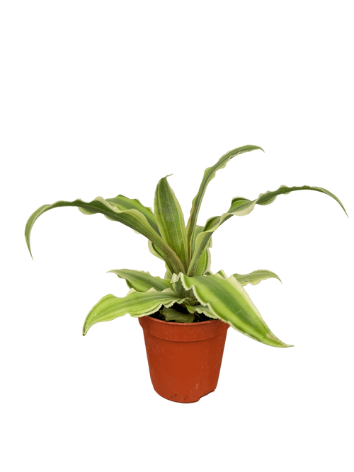 קריפטנטוס קוטר 5 - רוטין (ירוק במרפסת לשעבר)