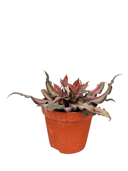 קריפטנטוס קוטר 9 - רוטין (ירוק במרפסת לשעבר)