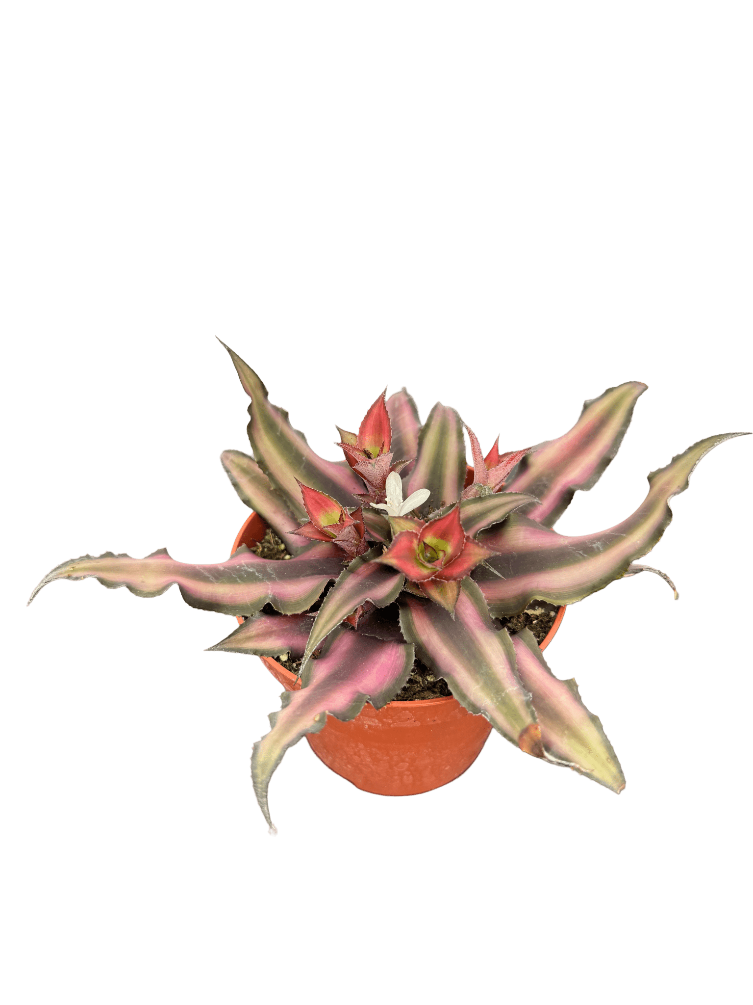 קריפטנטוס קוטר 9 - רוטין (ירוק במרפסת לשעבר)