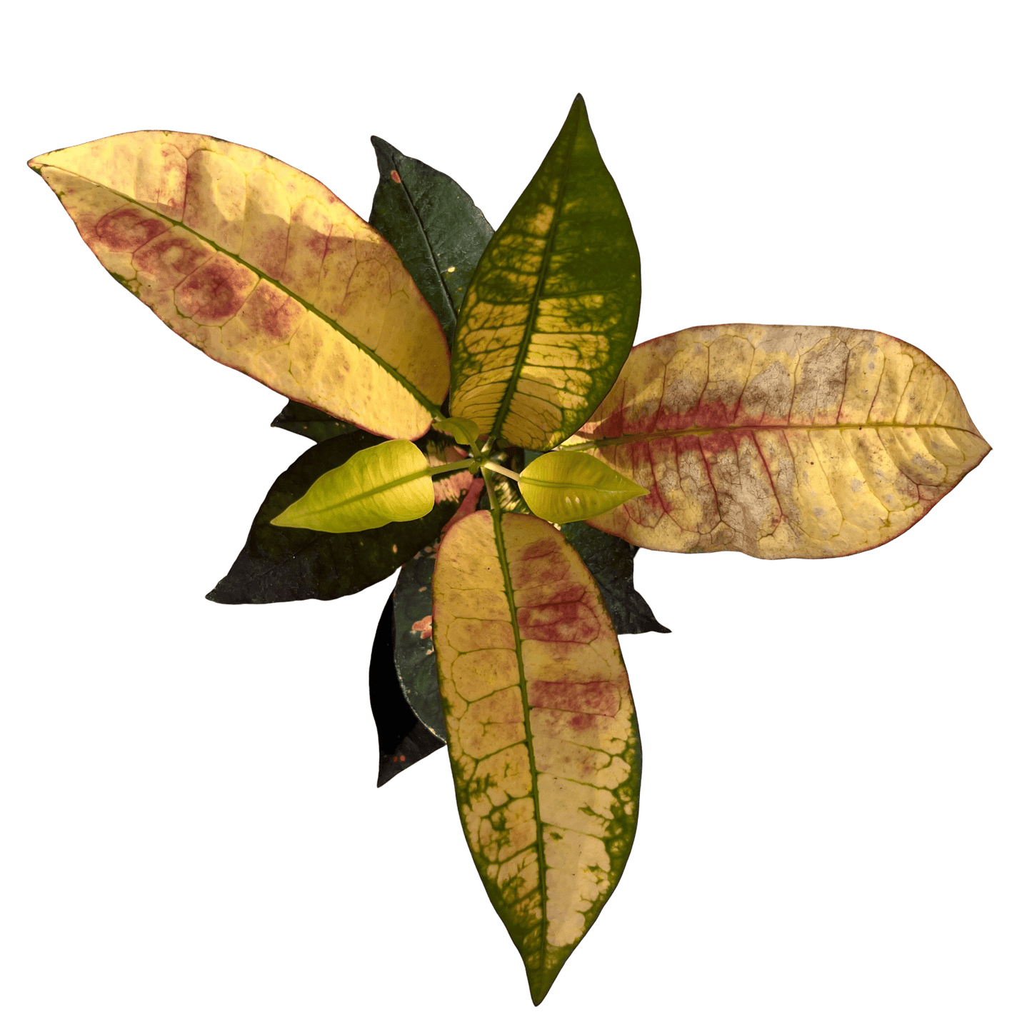 קרוטון - רוטין (ירוק במרפסת לשעבר)