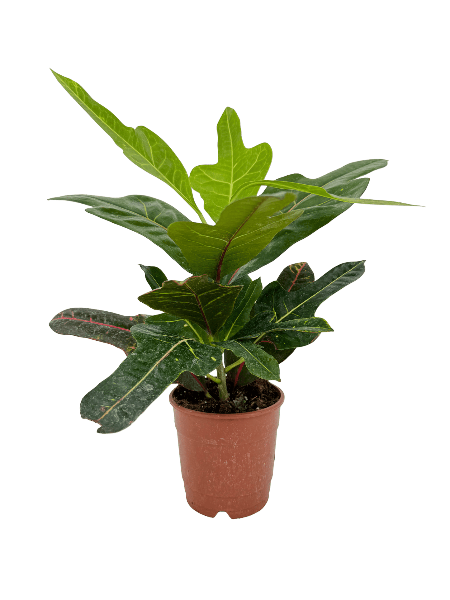 קרוטון אקסלנט