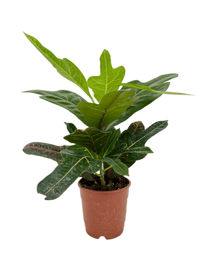 קרוטון אקסלנט