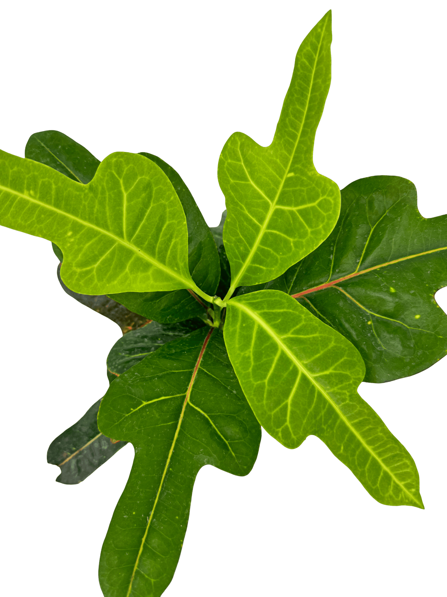 קרוטון אקסלנט - רוטין (ירוק במרפסת לשעבר)