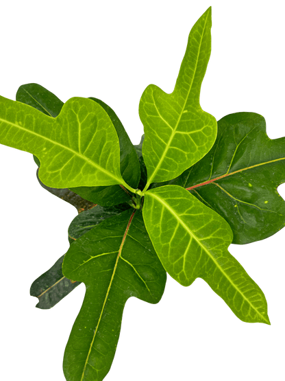 קרוטון אקסלנט - רוטין (ירוק במרפסת לשעבר)