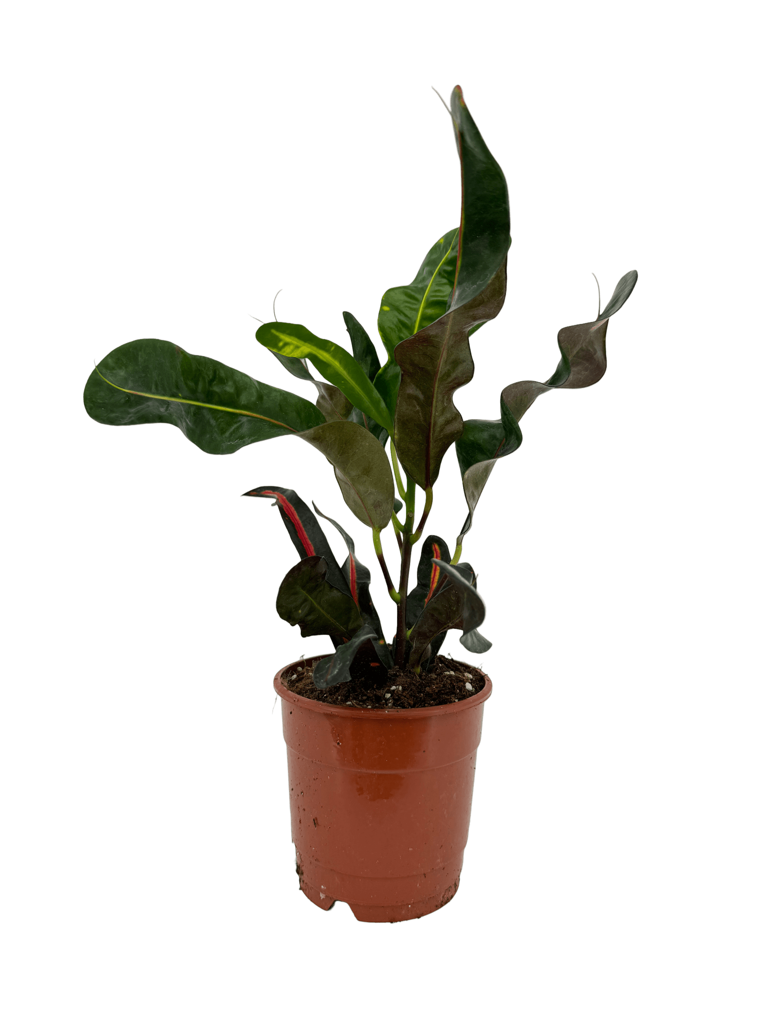 קרוטון מסולסל - רוטין (ירוק במרפסת לשעבר)