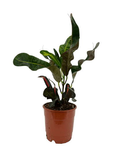 קרוטון מסולסל - רוטין (ירוק במרפסת לשעבר)