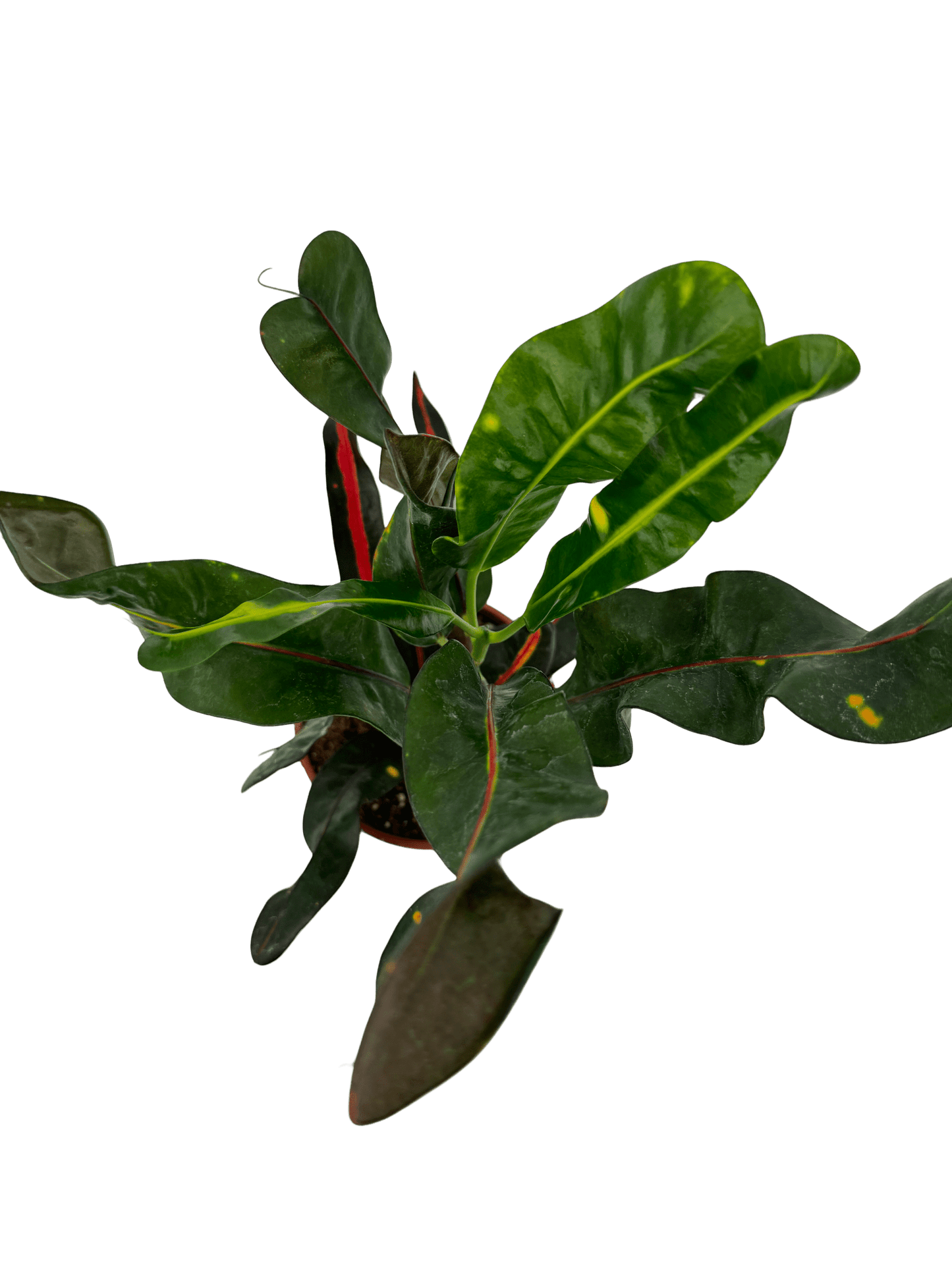 קרוטון מסולסל - רוטין (ירוק במרפסת לשעבר)