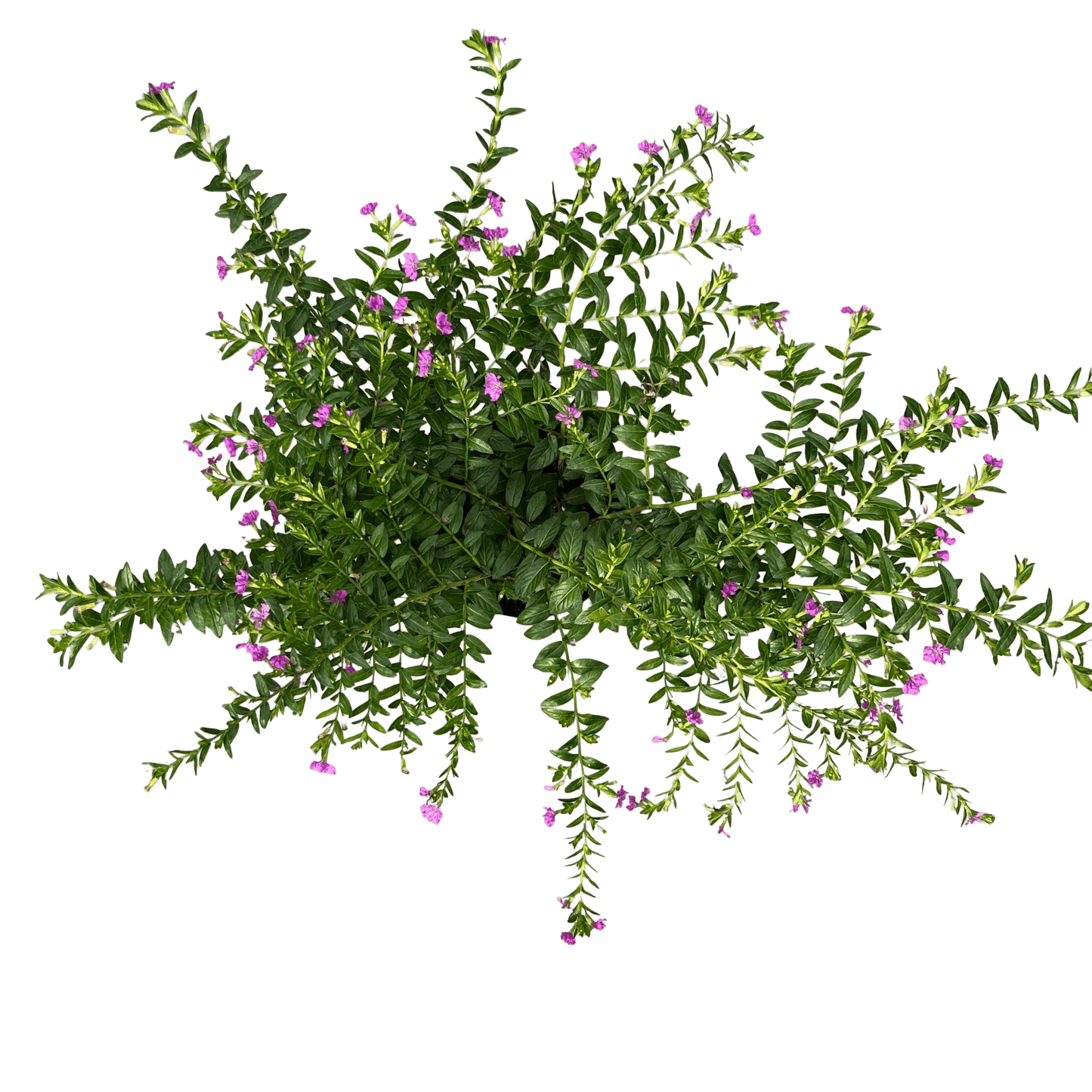 קופיאה - רוטין (ירוק במרפסת לשעבר)