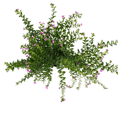 קופיאה - רוטין (ירוק במרפסת לשעבר)