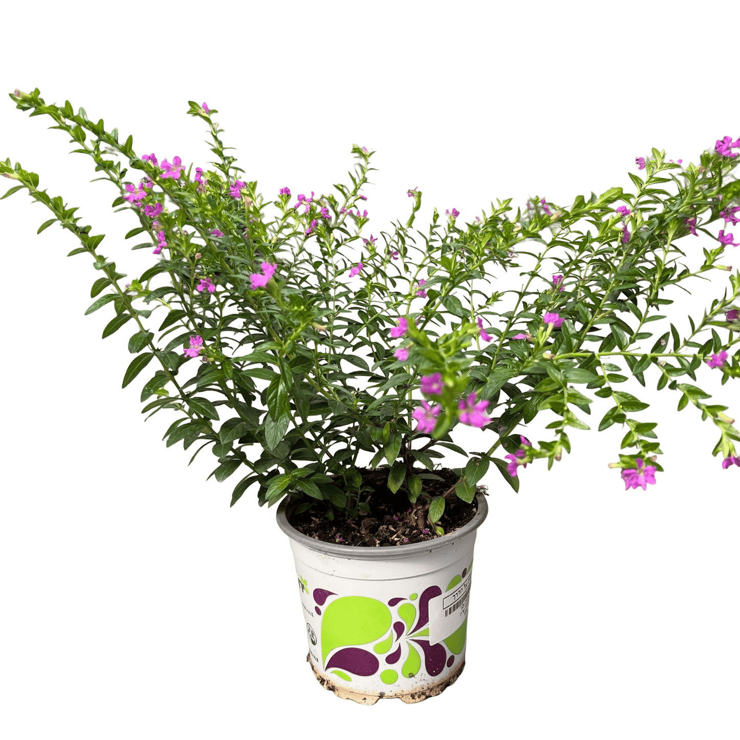 קופיאה - רוטין (ירוק במרפסת לשעבר)