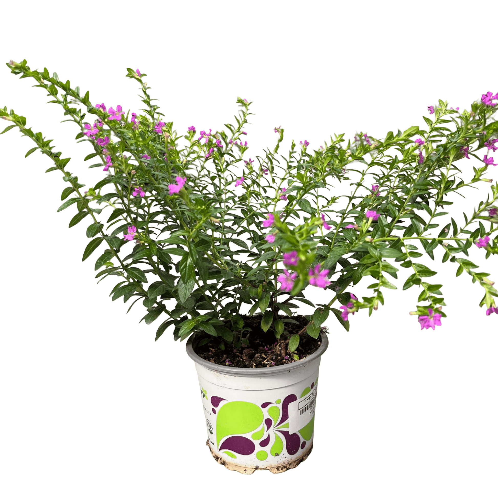 קופיאה - רוטין (ירוק במרפסת לשעבר)