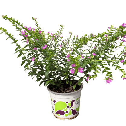 קופיאה - רוטין (ירוק במרפסת לשעבר)