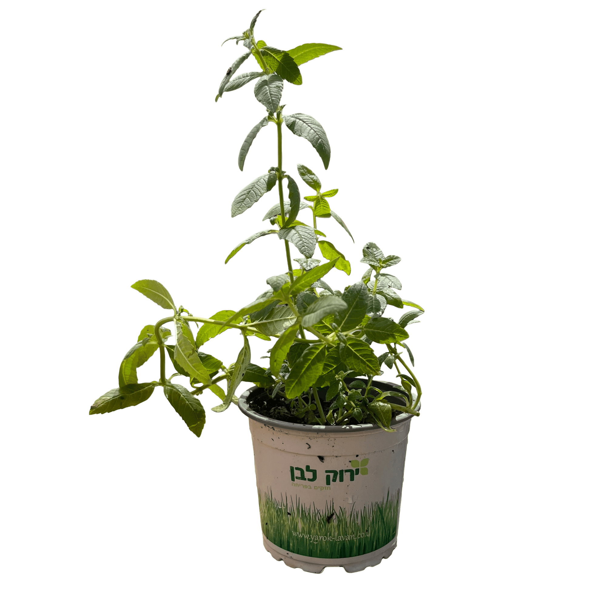 לואיזה - רוטין (ירוק במרפסת לשעבר)