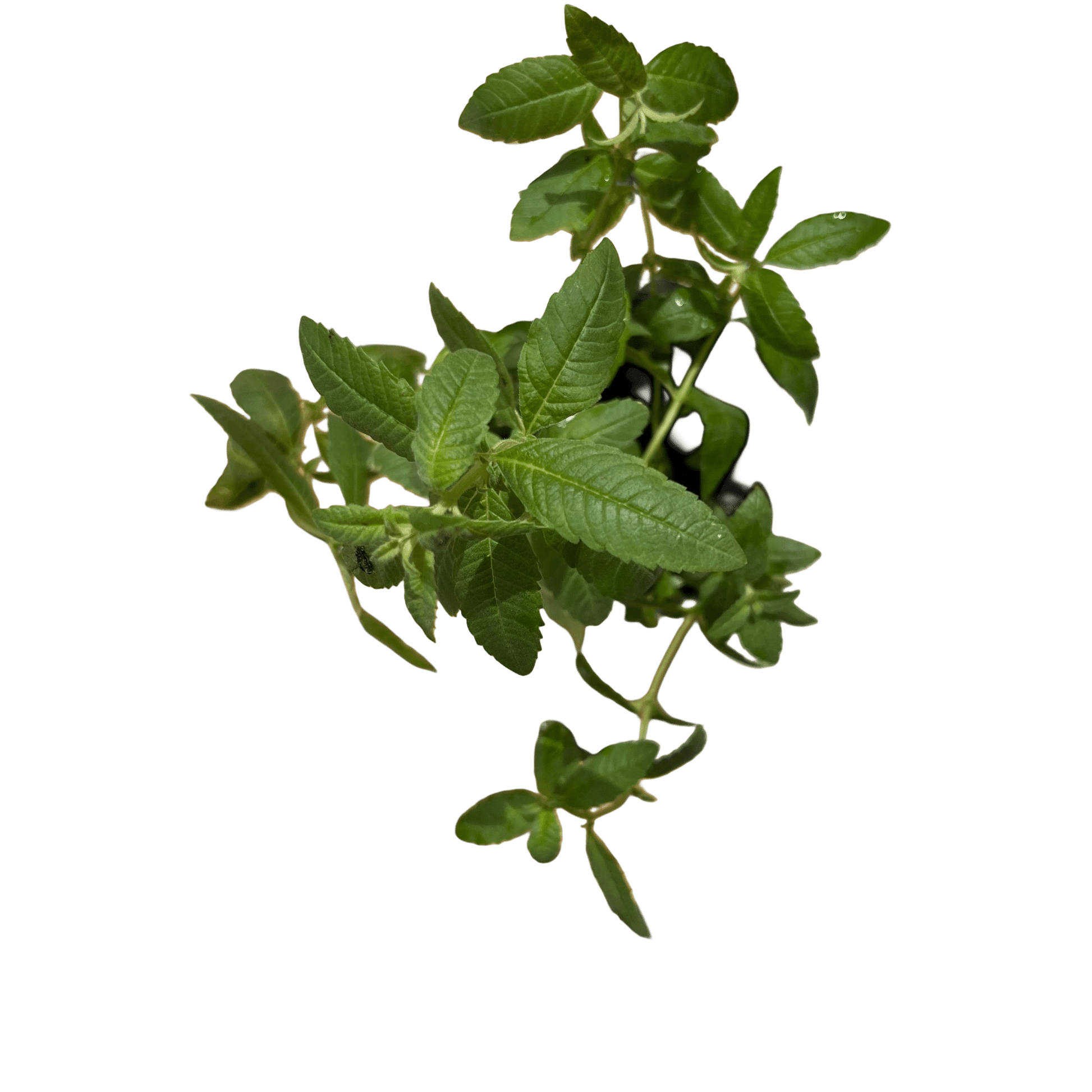 לואיזה - רוטין (ירוק במרפסת לשעבר)