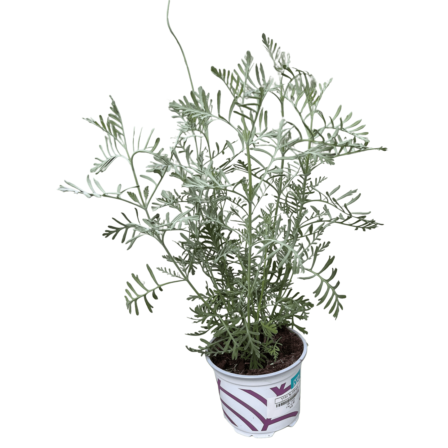 לוונדר - רוטין (ירוק במרפסת לשעבר)