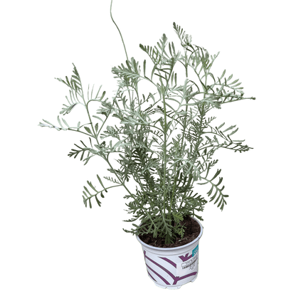 לוונדר - רוטין (ירוק במרפסת לשעבר)