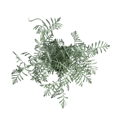 לוונדר - רוטין (ירוק במרפסת לשעבר)