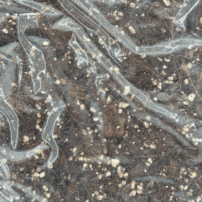 מצע גידול מאוורר לארואידים 2 ליטר - רוטין (ירוק במרפסת לשעבר)