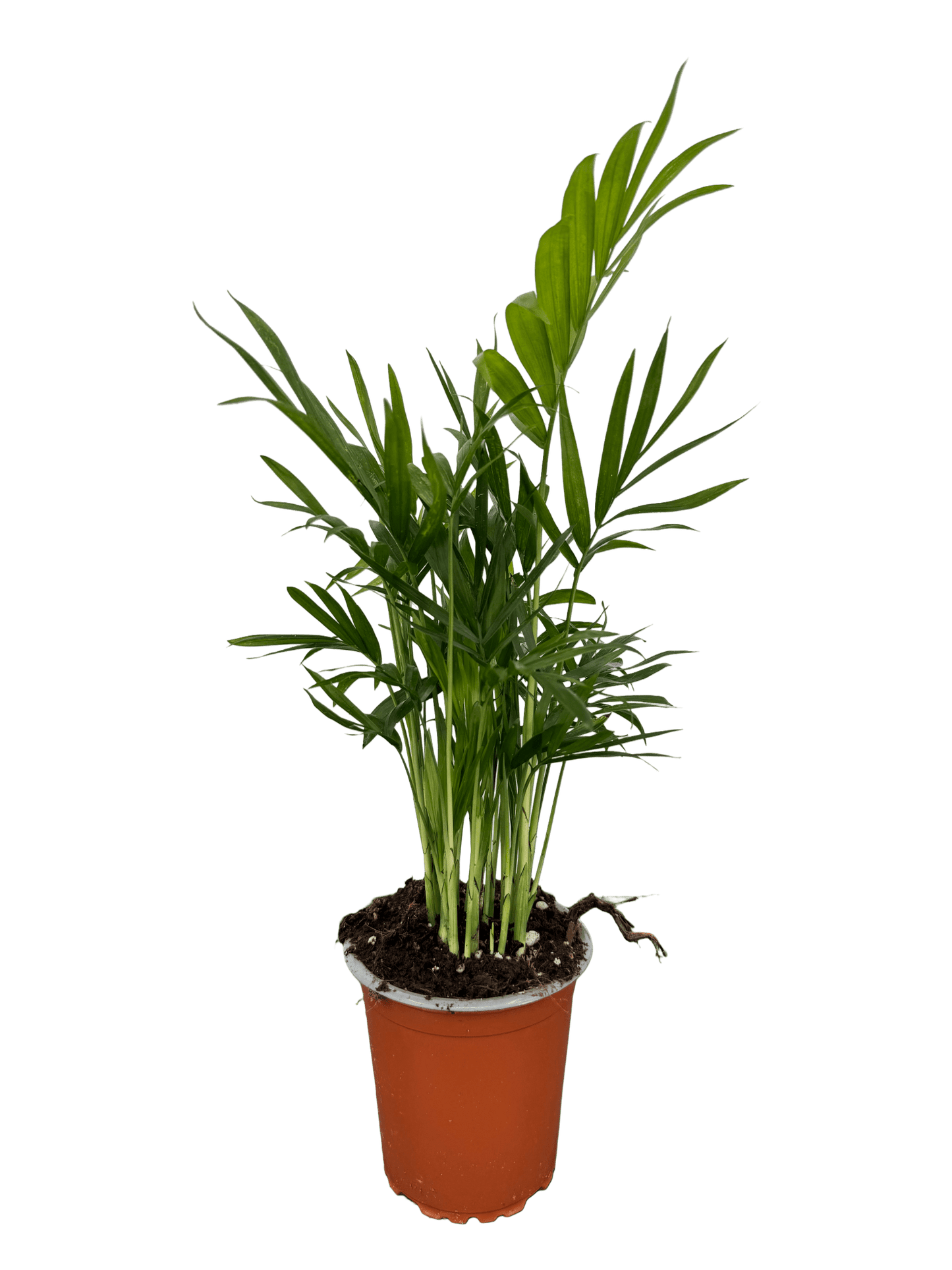 כמדוריאה קוטר 9 - רוטין (ירוק במרפסת לשעבר)