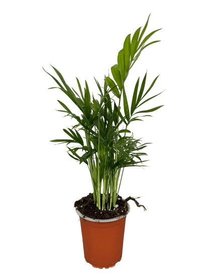 כמדוריאה קוטר 9 - רוטין (ירוק במרפסת לשעבר)