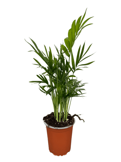 כמדוריאה קוטר 9 - רוטין (ירוק במרפסת לשעבר)