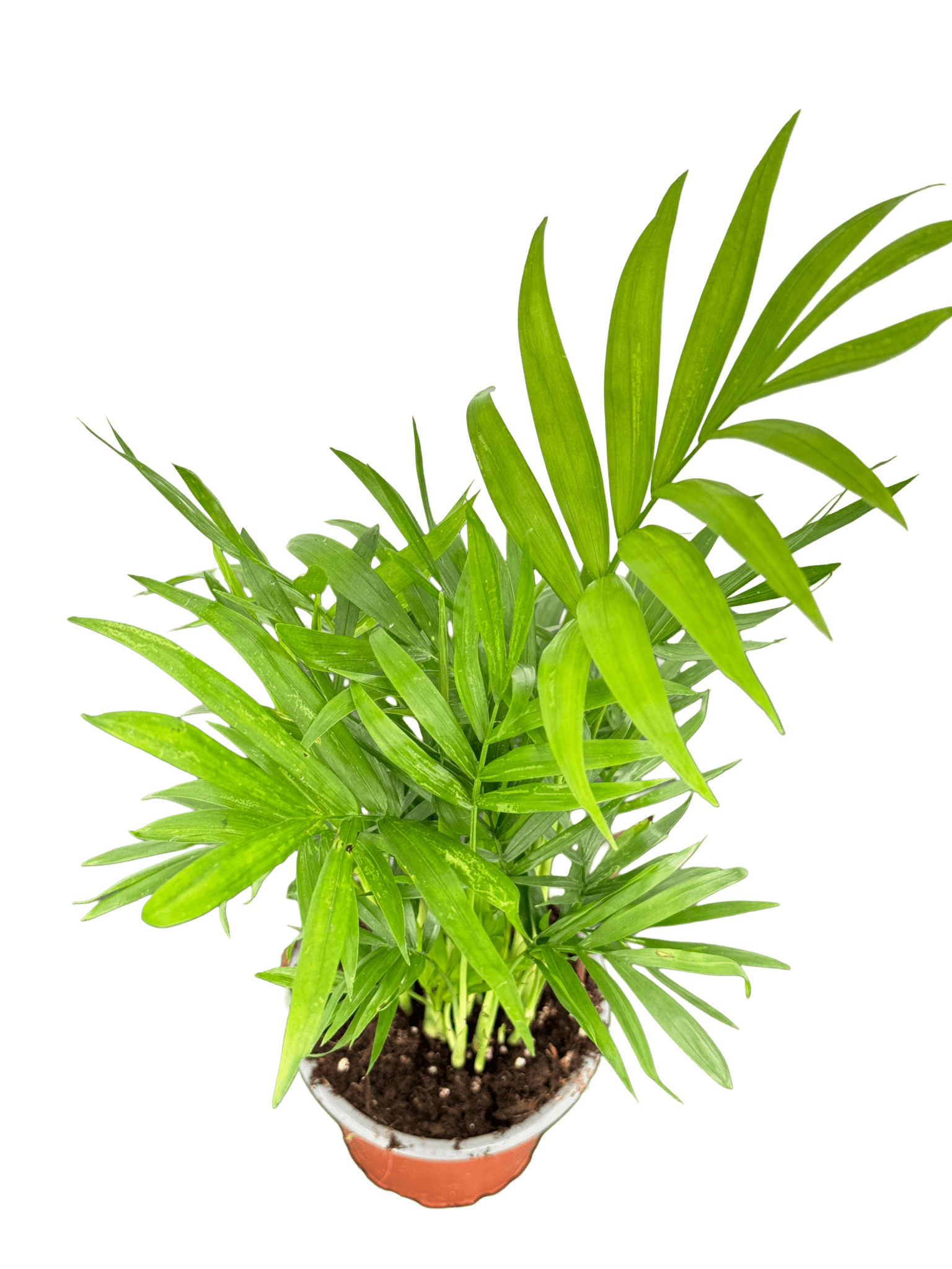 כמדוריאה קוטר 9 - רוטין (ירוק במרפסת לשעבר)