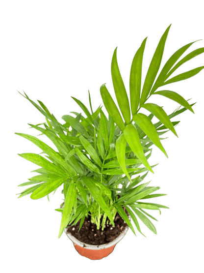 כמדוריאה קוטר 9 - רוטין (ירוק במרפסת לשעבר)