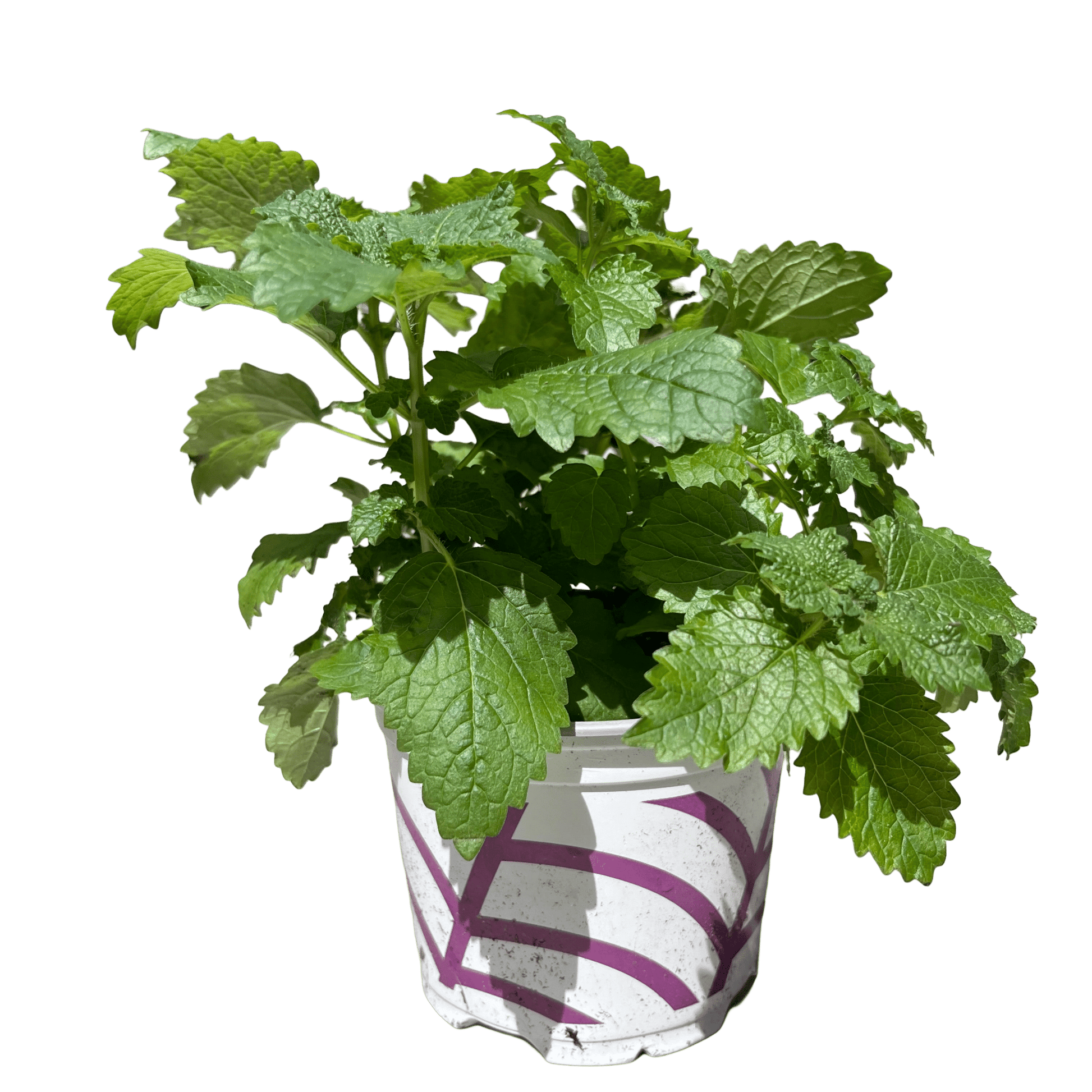 מליסה - רוטין (ירוק במרפסת לשעבר)