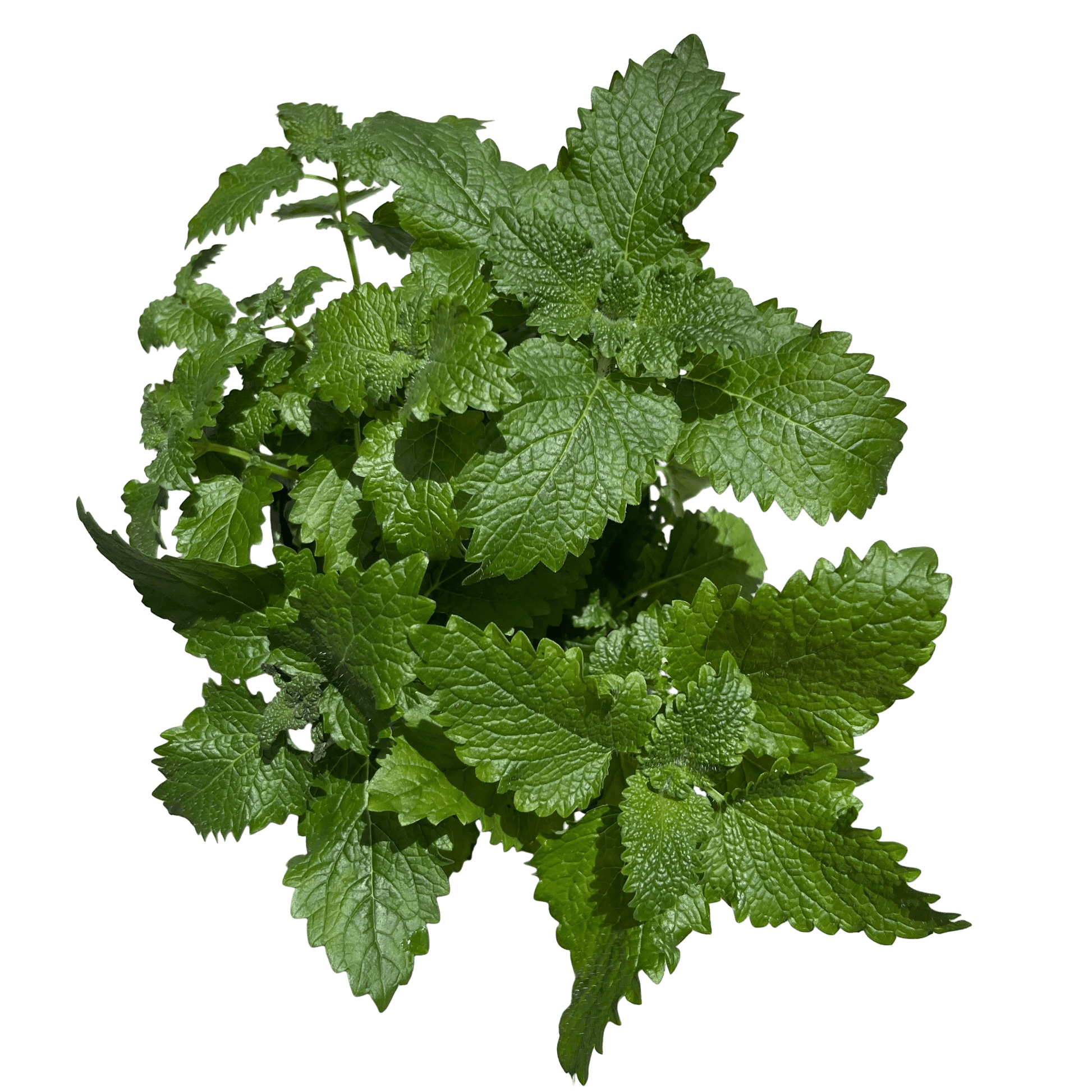 מליסה - רוטין (ירוק במרפסת לשעבר)