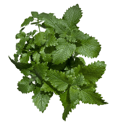 מליסה - רוטין (ירוק במרפסת לשעבר)