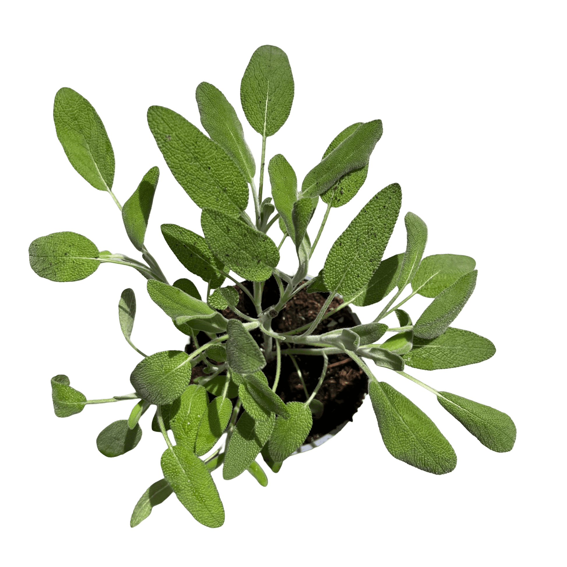 מרווה - רוטין (ירוק במרפסת לשעבר)