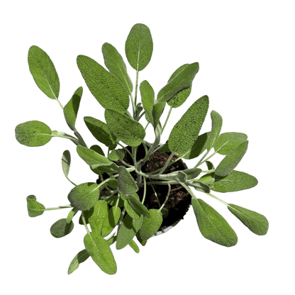 מרווה - רוטין (ירוק במרפסת לשעבר)