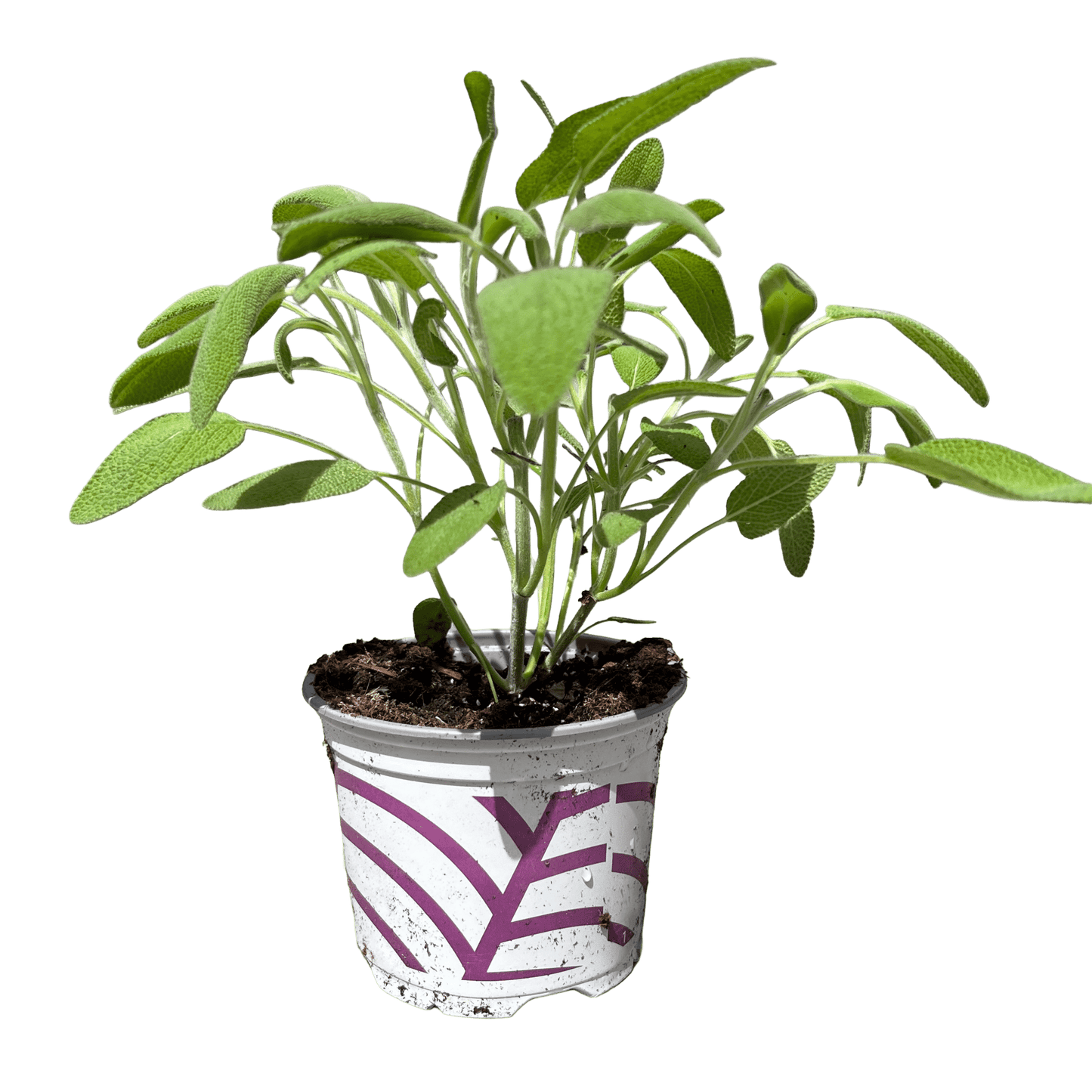 מרווה - רוטין (ירוק במרפסת לשעבר)