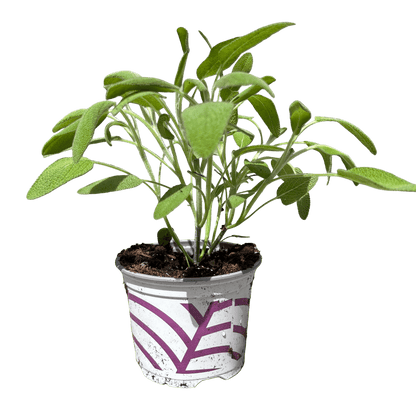 מרווה - רוטין (ירוק במרפסת לשעבר)